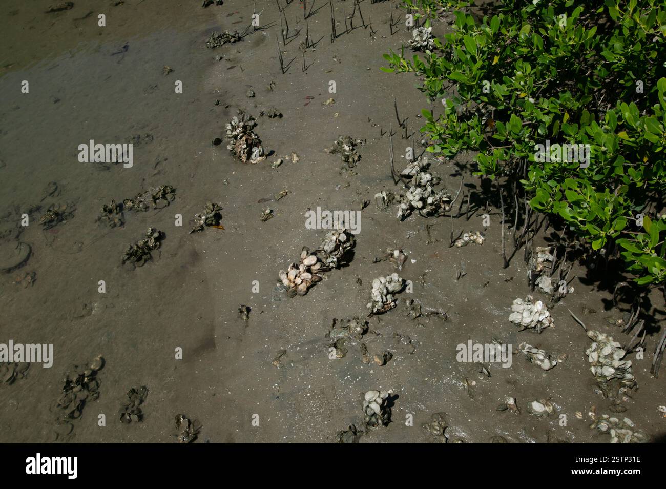 Austernmuscheln, die bei Ebbe am Ufer des Halifax River im Volusia County, Florida, freigelegt wurden. Stockfoto