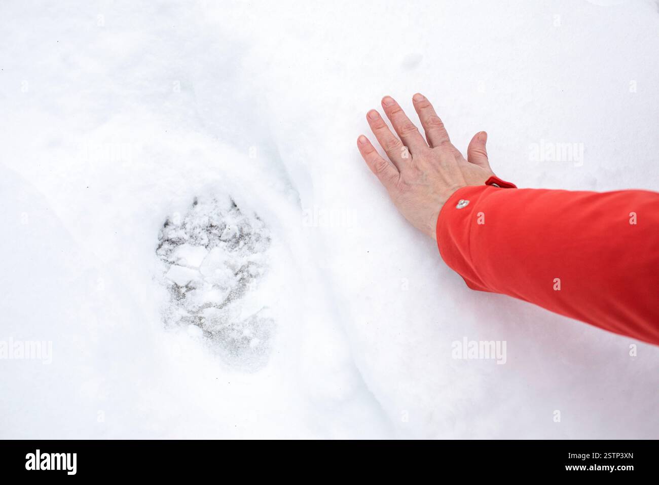 Eine Wanderer hält ihre Hand neben einem Bärenweg in frischem Schnee, während sie durch den Urwald Kocevski rog in Dolenjska, slowenien, wandert Stockfoto
