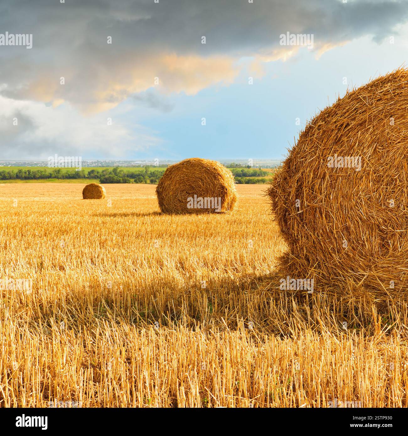 Vor dem Hintergrund eines dramatischen Himmels in der Nähe von Mariupol in der Ukraine vor dem Krieg 2022 wurden in einem Feld aus geerntetem Weizen Garben aus Weizenstroh und Stoppeln geerntet Stockfoto