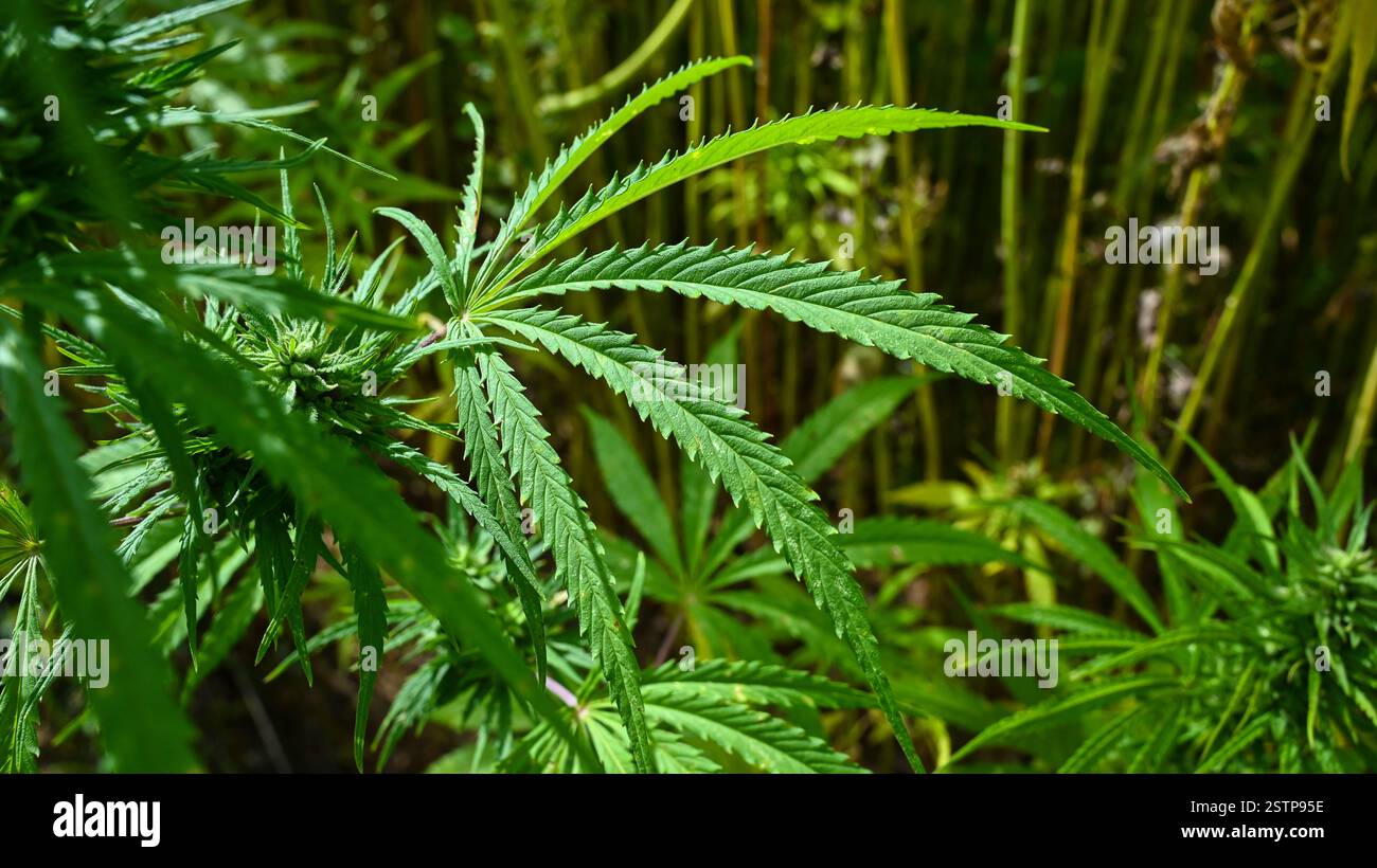 Hanf oder THC - Anbau von Cannabispflanzen für medizinische Zwecke oder als Rohstoff. Stockfoto