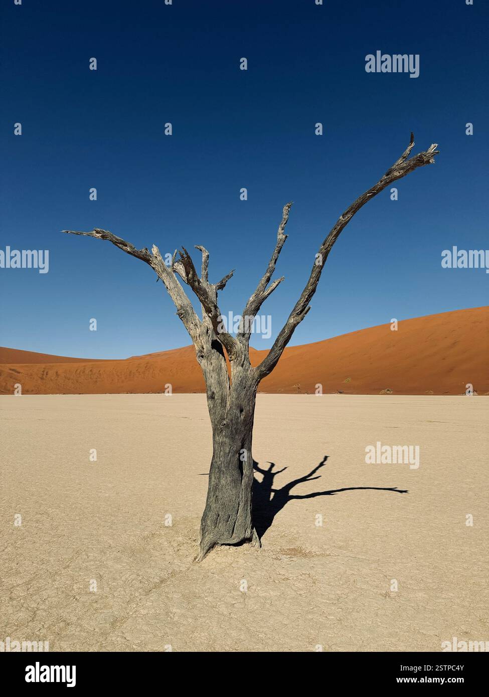 Ein einsamer, toter Kameldornbaum steht vor dem Hintergrund von hohen roten Sanddünen und einem tiefblauen Himmel in Deadvlei, Namibia. Stockfoto