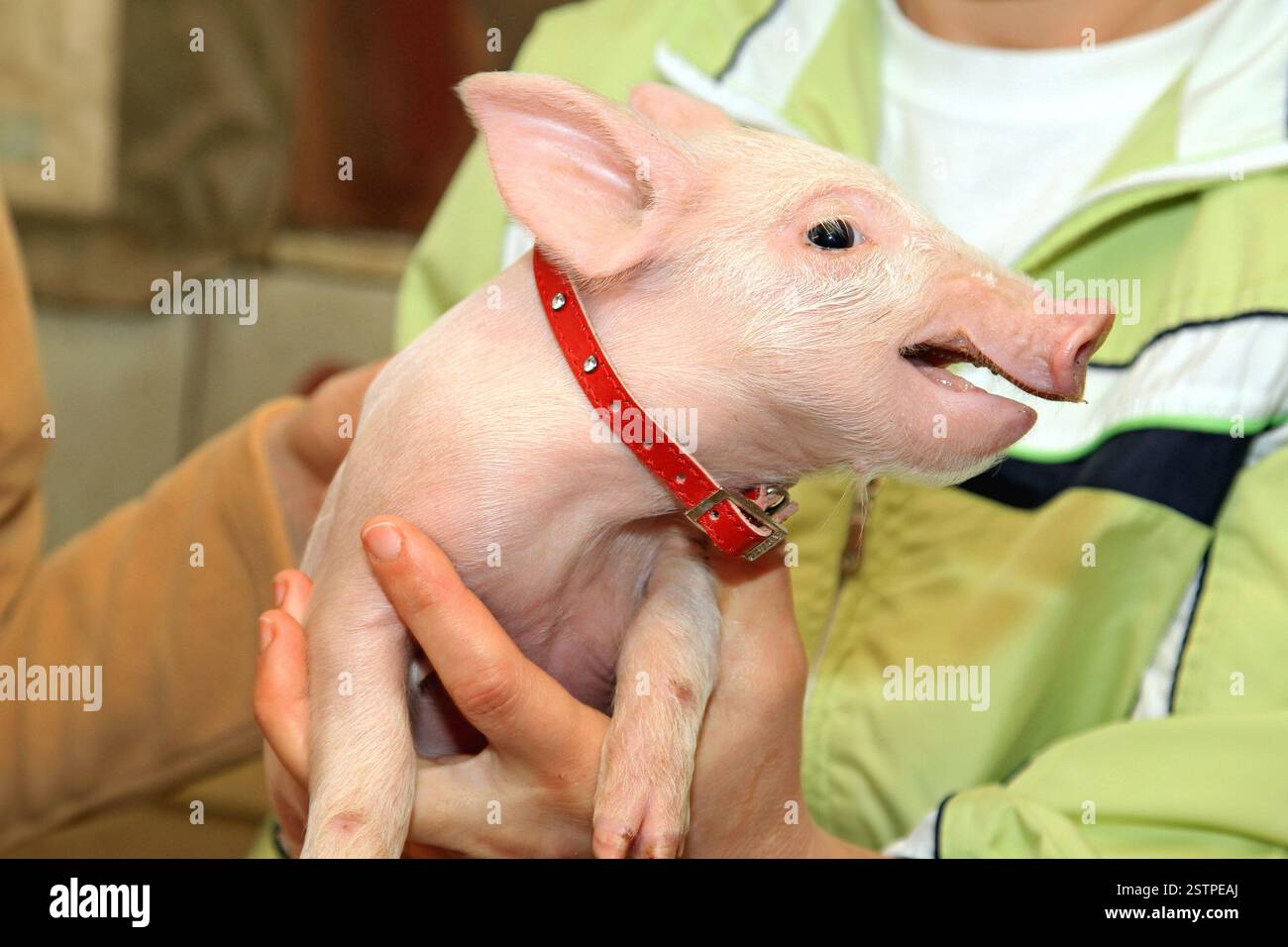 Pet-Ferkel Stockfoto