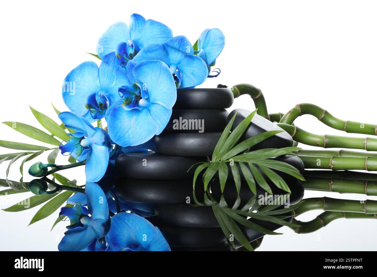 Schöne blaue Orchideenblüten, Bambusstiele, grüne Blätter und Spa-Steine auf Spiegeloberfläche vor weißem Hintergrund Stockfoto