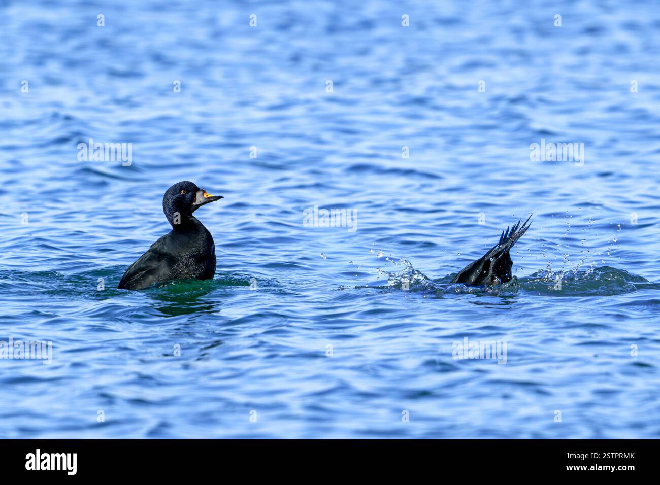 Zwei Erwachsene Melanitta nigra (Melanitta nigra), die im Winter an der Nordseeküste nach Krebstieren und Weichtieren schwimmen und tauchen Stockfoto