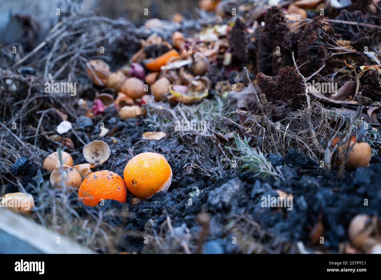 Komposthaufen in einem Vorstadtgebiet mit Lebensmittelabfällen und anderen organischen Stoffen. Organischer Dünger mit eigenen Händen herstellen. Stockfoto