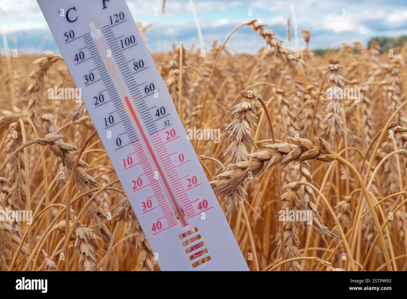 Thermometer vor dem Hintergrund eines Weizenfeldes. Anormaler Kopf. Schlechte Ernte aufgrund des Wetters. Weizenernte auf dem Feld. Agrarindustrie. Ernte. Stockfoto