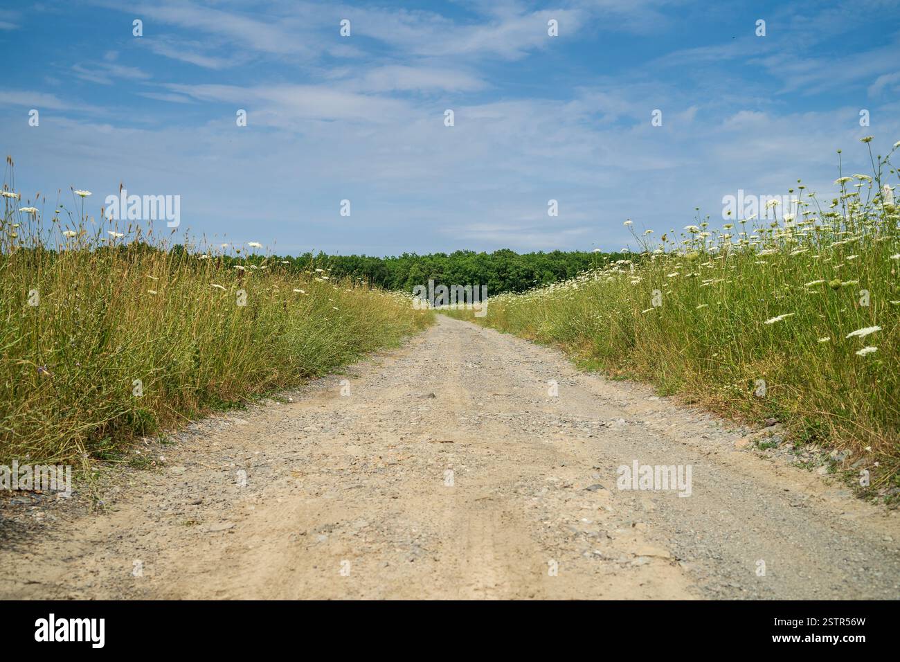 Eine unbefestigte Straße durch einen Sommer Feld ausdehnen in die Ferne. Stockfoto