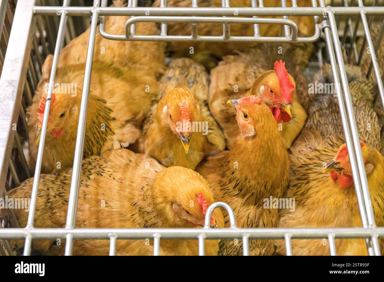 Hühner in Cage Stockfoto