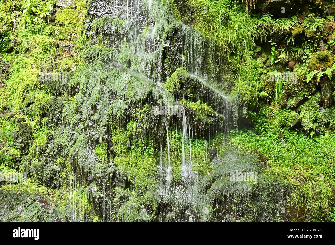 Wasserbäche, die über moosbedeckte Felsen auf dem Big Burn Falls Trail in Golspie Scotland tropfen Stockfoto