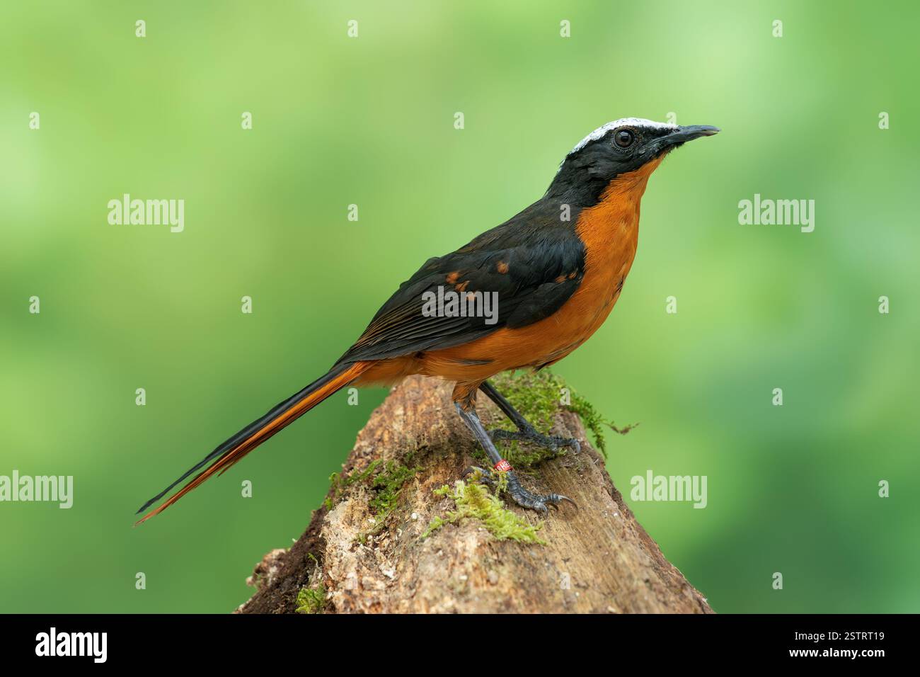 Weißgekrönter robin-Chat, Cossypha albicapillus Stockfoto