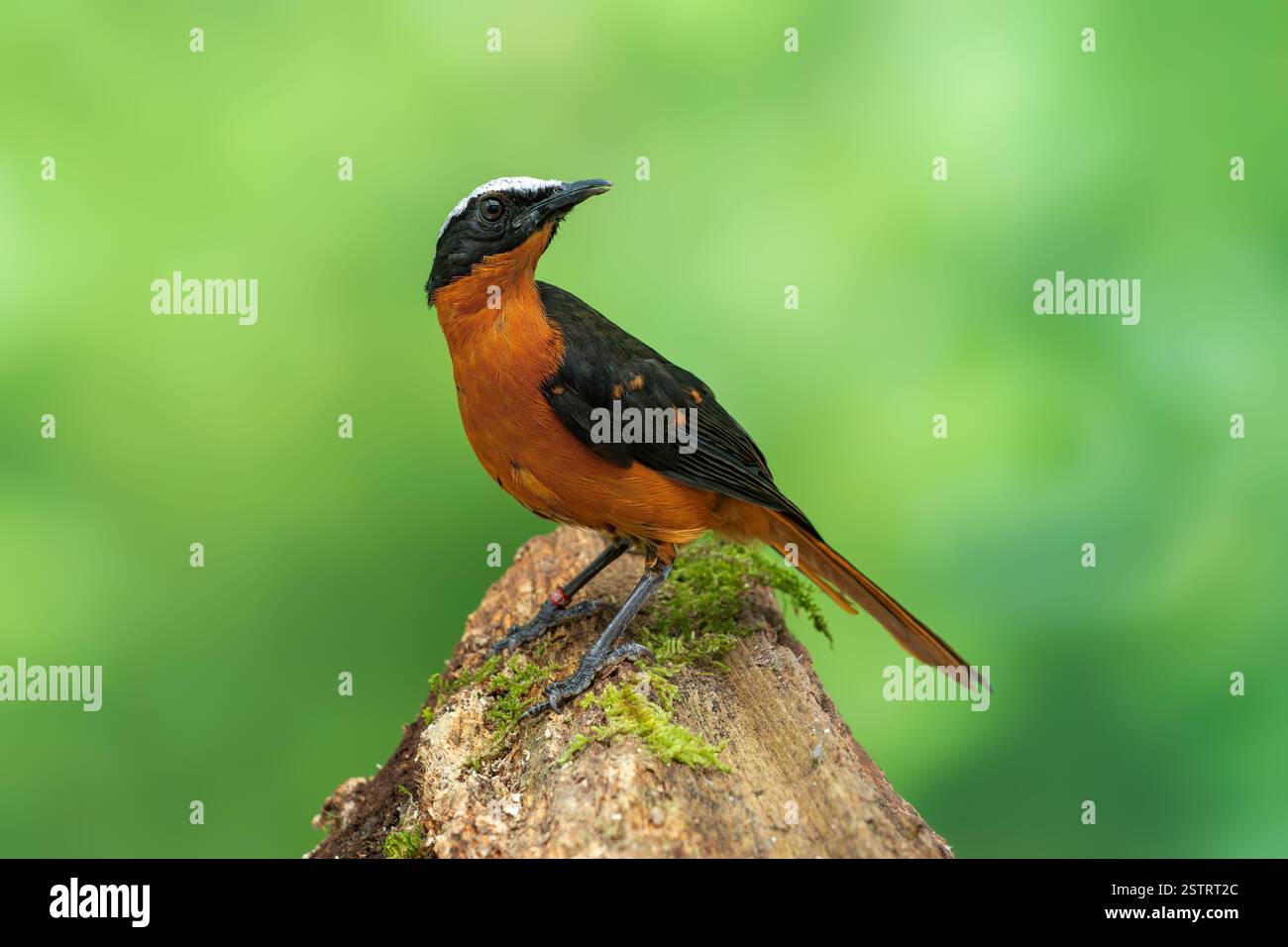 Weißgekrönter robin-Chat, Cossypha albicapillus Stockfoto