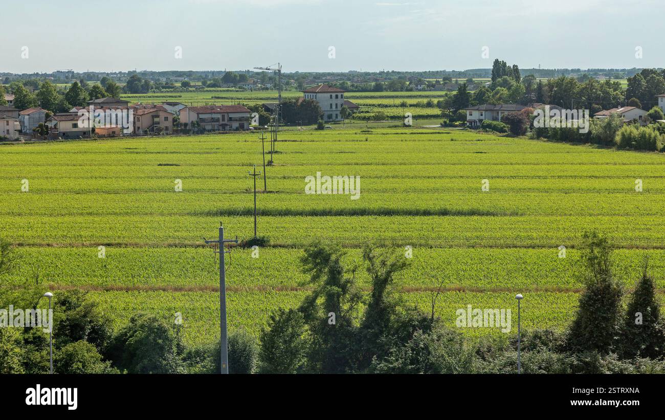 Grüne Felder Stockfoto