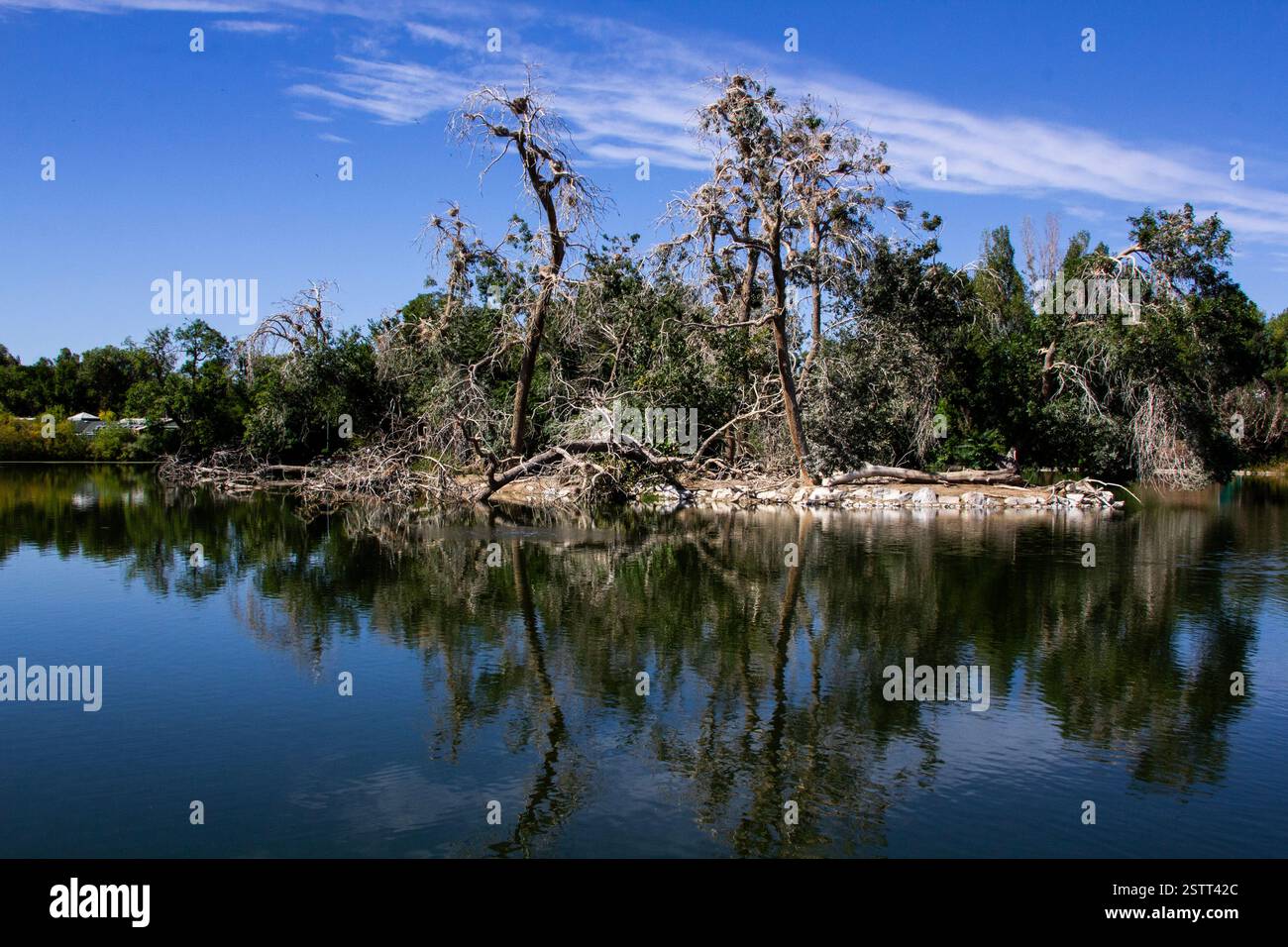 Ein landschaftlich schöner Gartengang mit lebhaftem Laub, der eine harmonische Mischung aus strukturierter Landschaft und wildem Grün schafft. Stockfoto