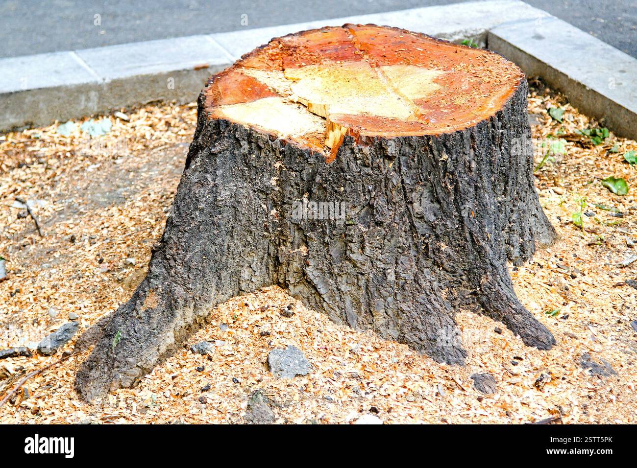 Baumstruktur abschneiden Stockfoto