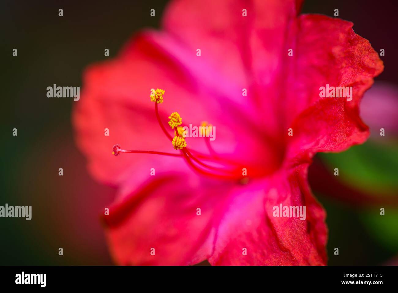 Makro mit vier Uhrenblumen Stockfoto