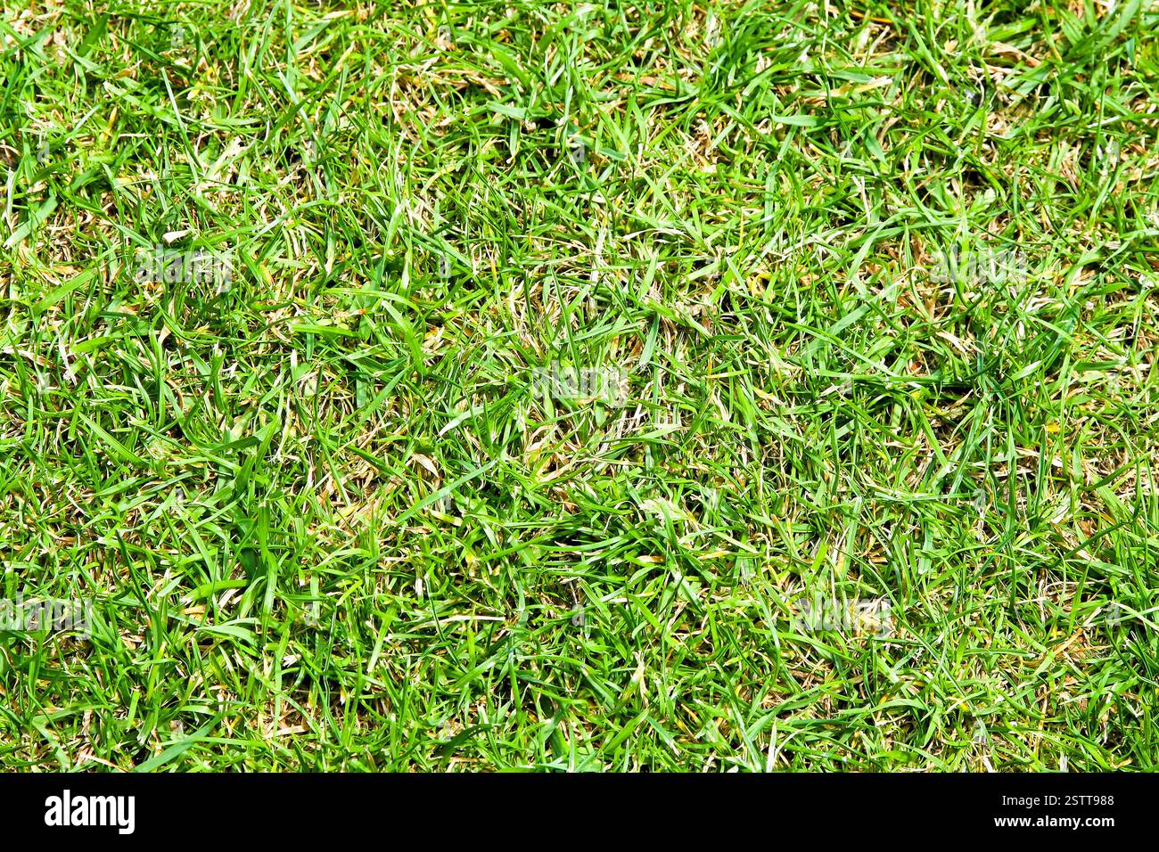 Grass-Muster Stockfoto