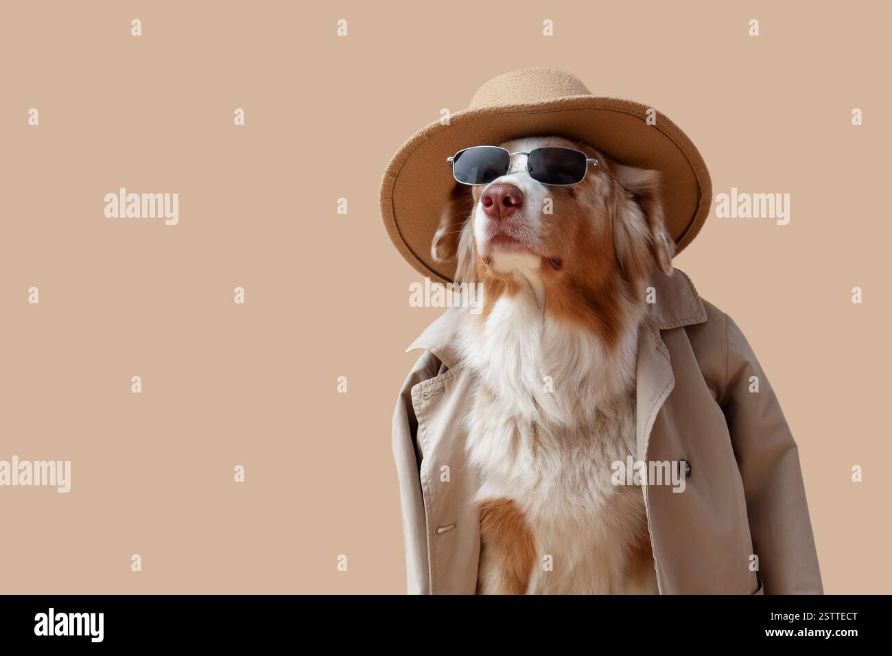 Süßer australischer Schäferhund im Mantel, Sonnenbrille und Hut vor beigefarbenem Hintergrund Stockfoto