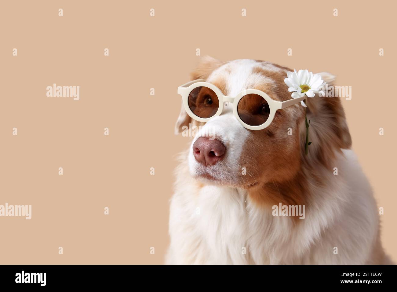 Niedlicher australischer Schäferhund in Sonnenbrille mit Blume vor beigem Hintergrund Stockfoto