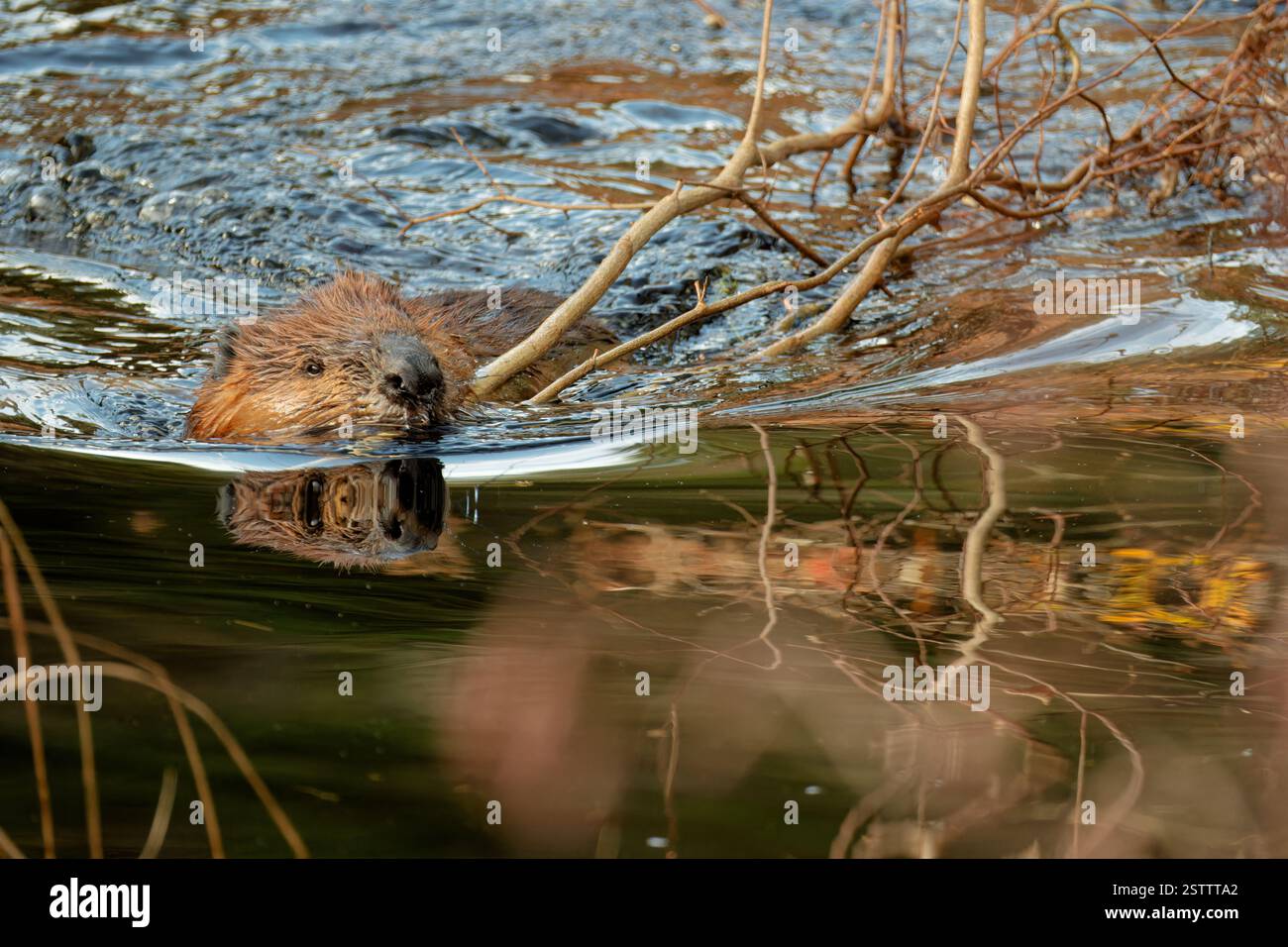 Ein wilder nordamerikanischer Biber (Castor canadensis) trägt einen Ast, der in einem Bach über die Wasseroberfläche schwimmt. Stockfoto