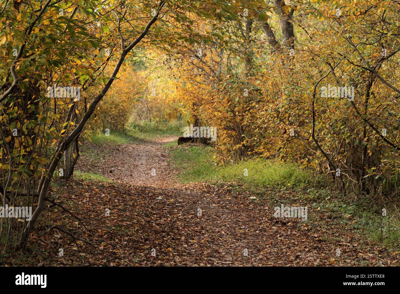 Virginia, USA Pfad in einem Laubwald Ende Oktober. Stockfoto