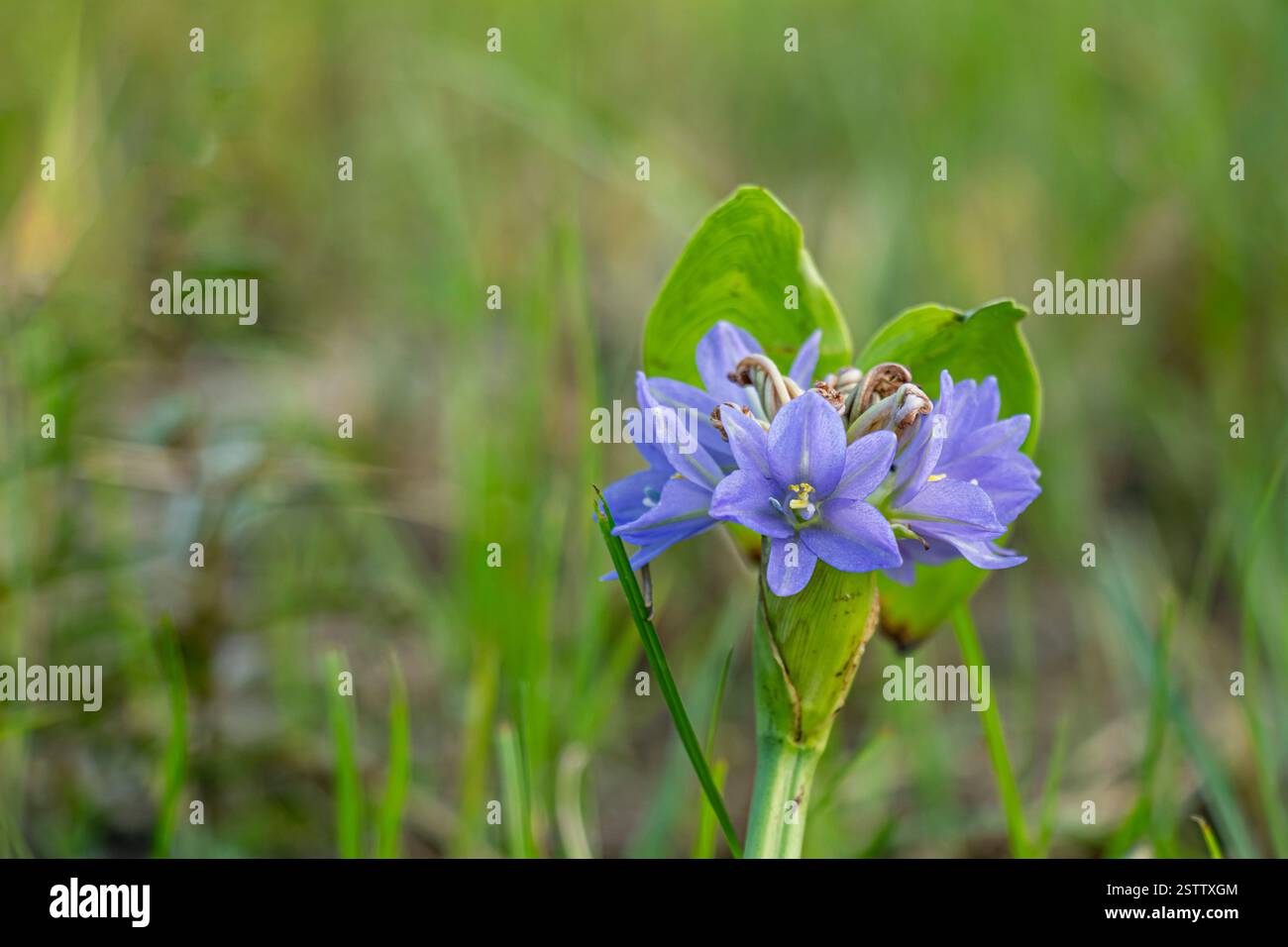 Die Heartshape False Pickerelweed, Monochoria vaginalis, ist eine verwurzelte, blühende Wasserpflanze, die in den aquatischen Lebensräumen von Sout in Ost- und Südostasien beheimatet ist Stockfoto