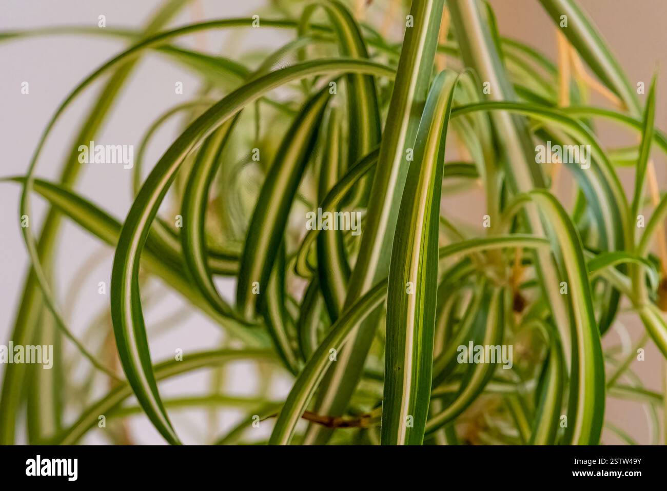 Eine Makroaufnahme der langen, geschwungenen grünen und weißen Blätter einer Spinnenpflanze vor einem sanft verschwommenen Innenhintergrund. Stockfoto