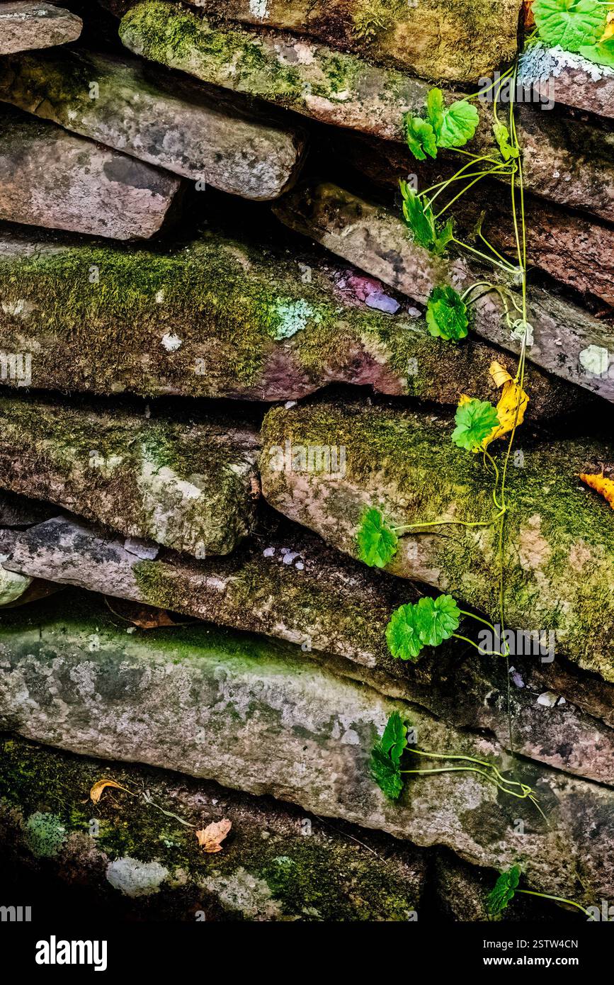Nahaufnahme einer alten Steinmauer mit Moos und kriechenden Reben mit grünen Blättern, die natürliche Texturen und organisches Wachstum zeigen. Stockfoto