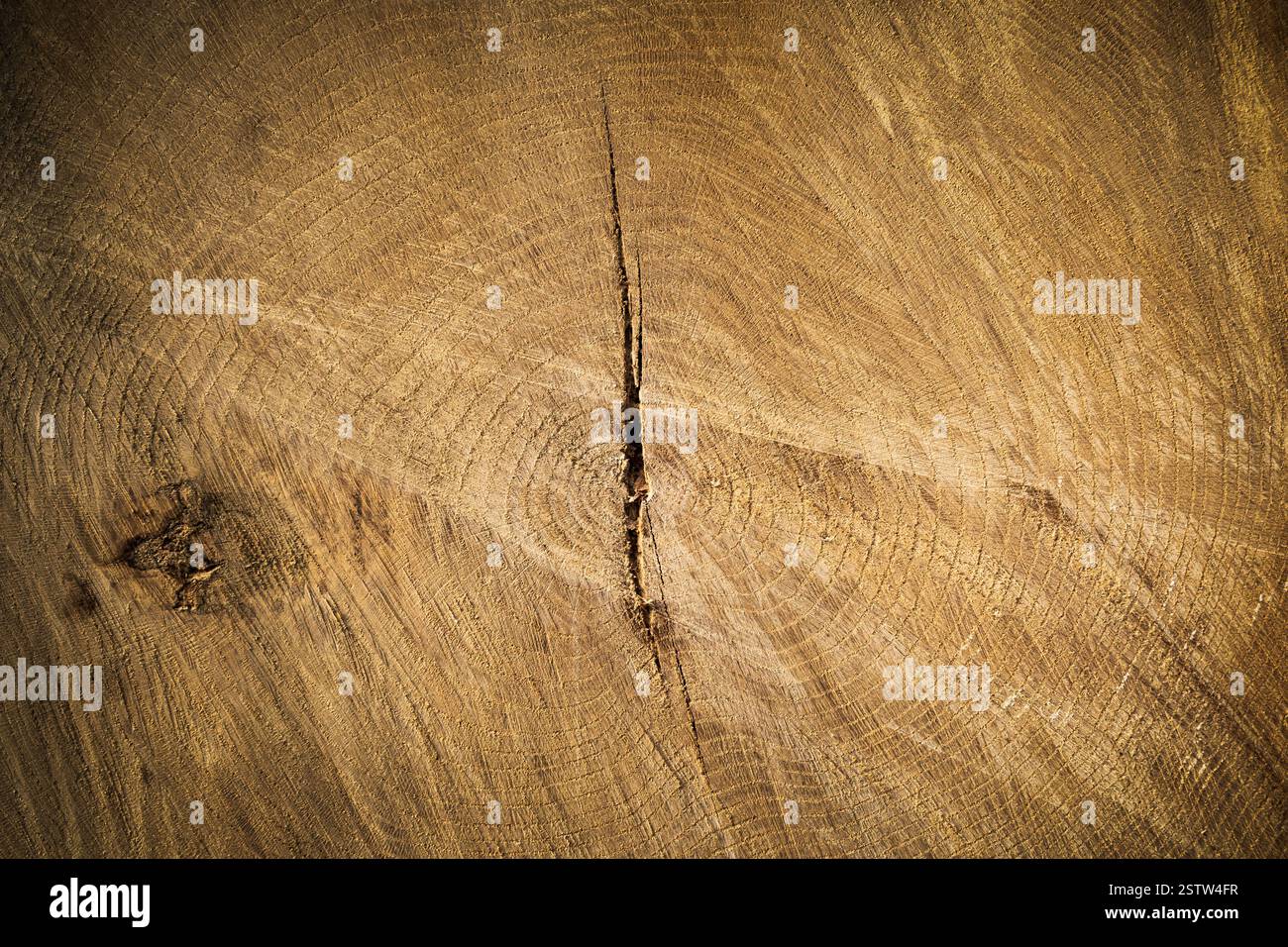 Querschnittshintergrund des Baumstamms Stockfoto