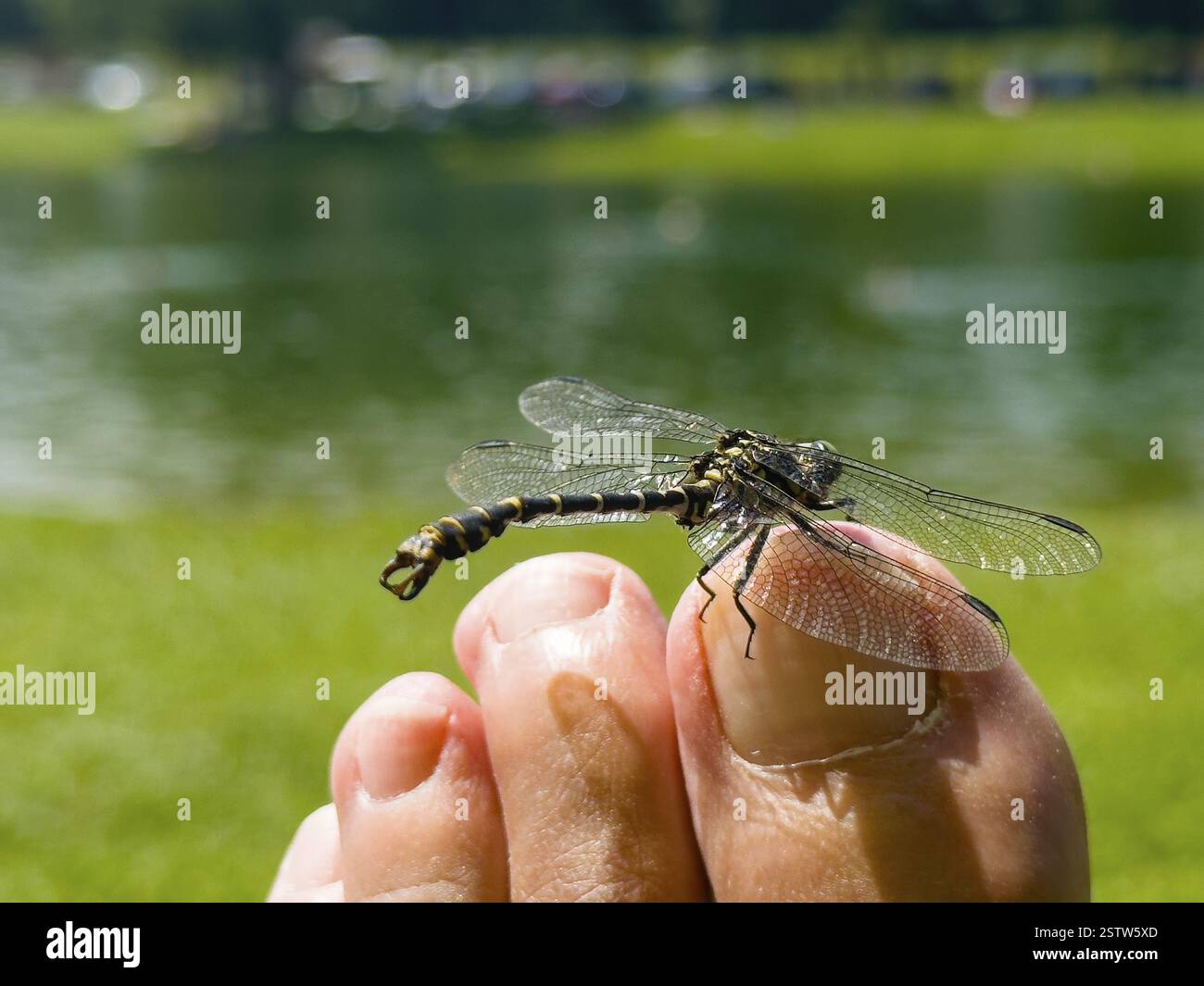 Onychogomphus forcipatus (Onychogomphus forcipatus) auf Fußtoe sitzend, Neubeursee, Bayern, Deutschland, Europa Stockfoto
