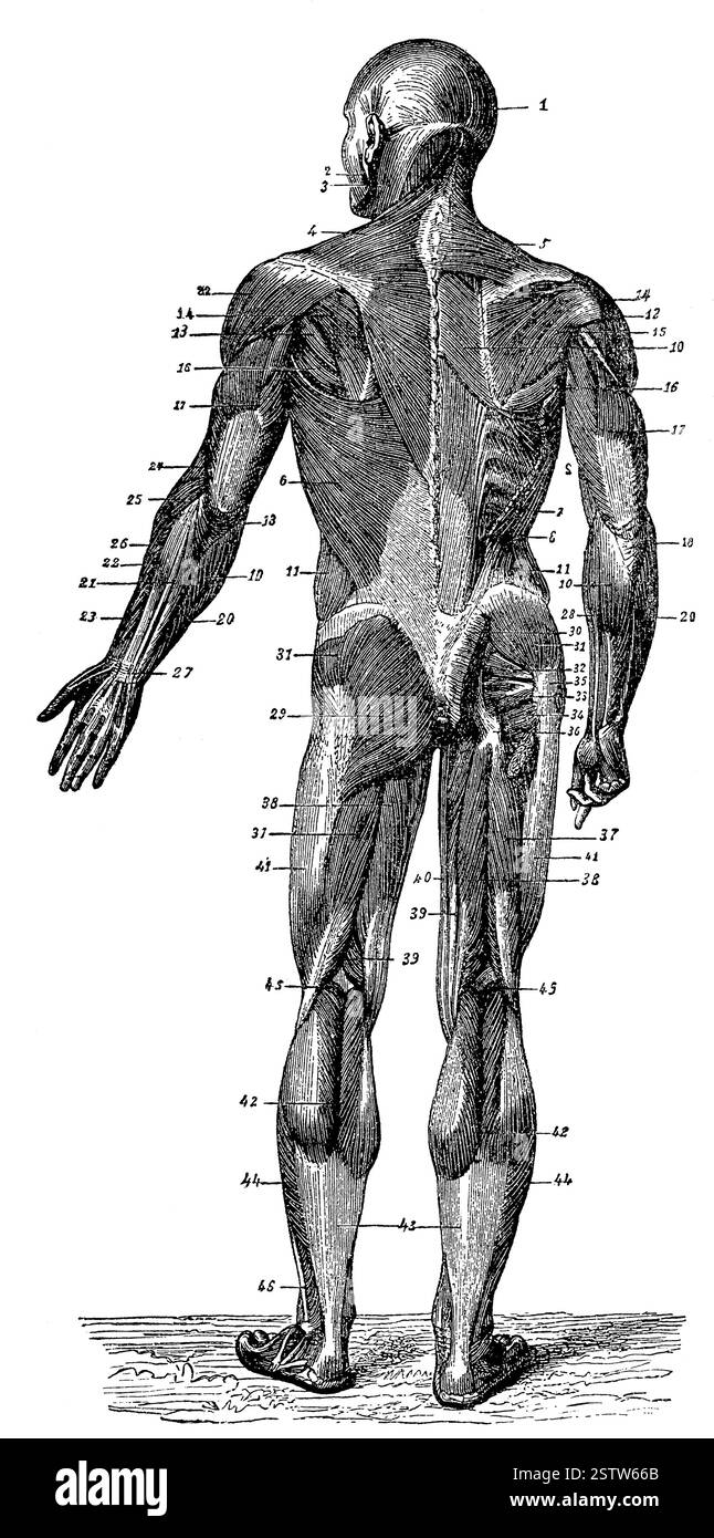 Die Muskeln des menschlichen Körpers. Rückansicht. Illustration des 19. Jahrhunderts. Weißer Hintergrund. Stockfoto