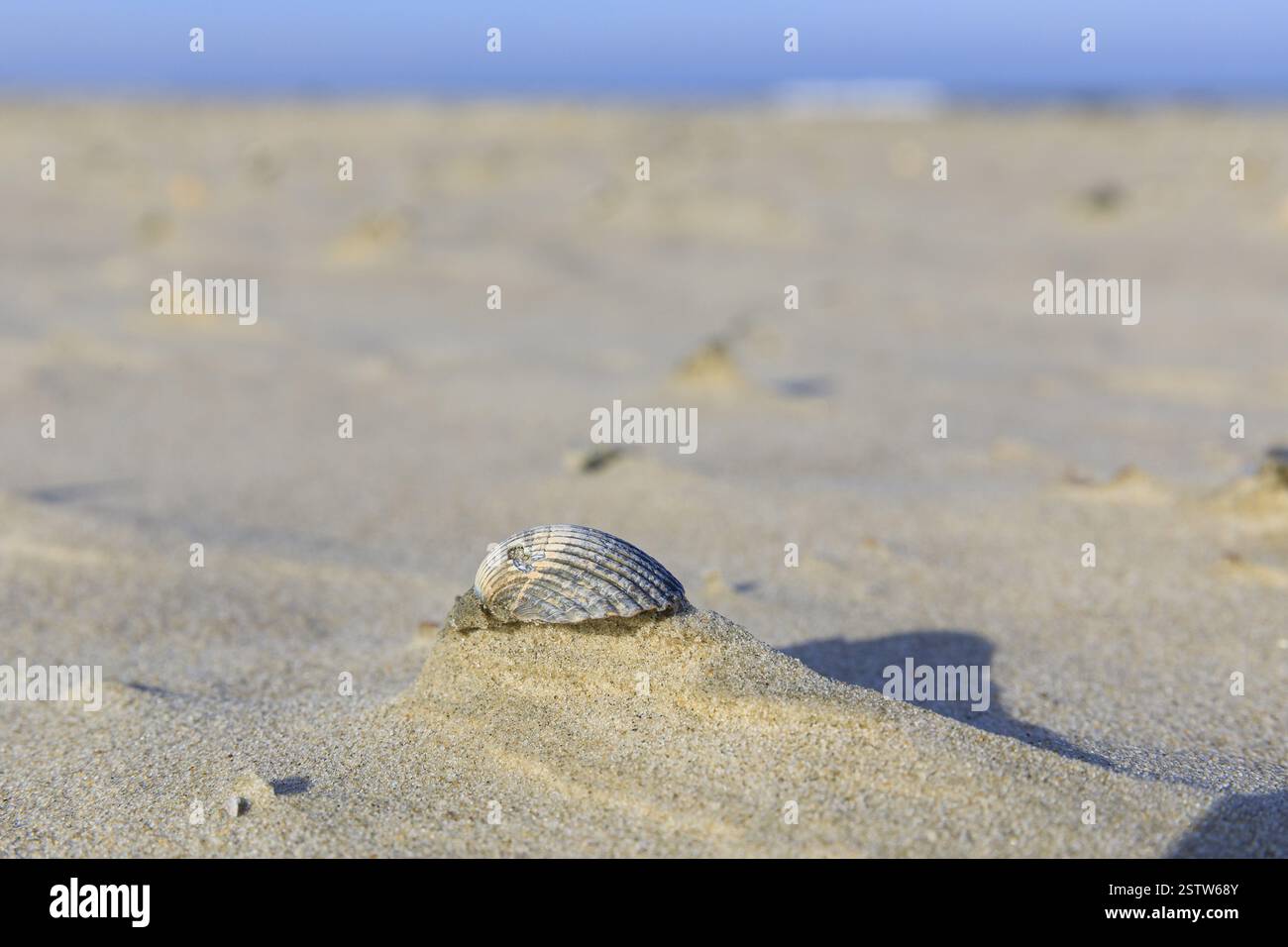 Muschel auf Sandhügel, Miniatur-Strandlandschaft vom Wind geformt, Norderney, Niedersachsen, Deutschland, Europa Stockfoto