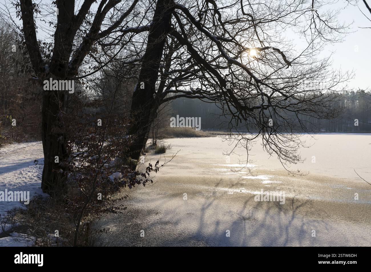 Wintermorgen am Ilschenteich, gefrorener Teich mit etwas Schnee und Sonne, Coswig, Sachsen, Deutschland, Europa Stockfoto
