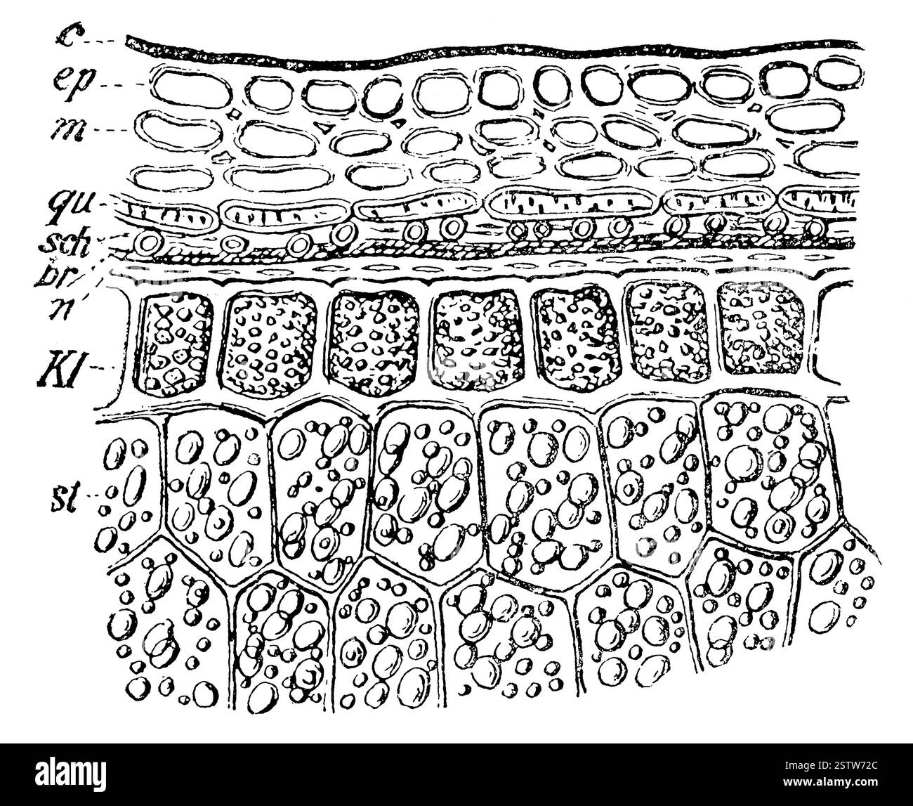 Querschnitt durch einen Teil eines Weizenkörns. Illustration des 19. Jahrhunderts. Deutschland. Stockfoto