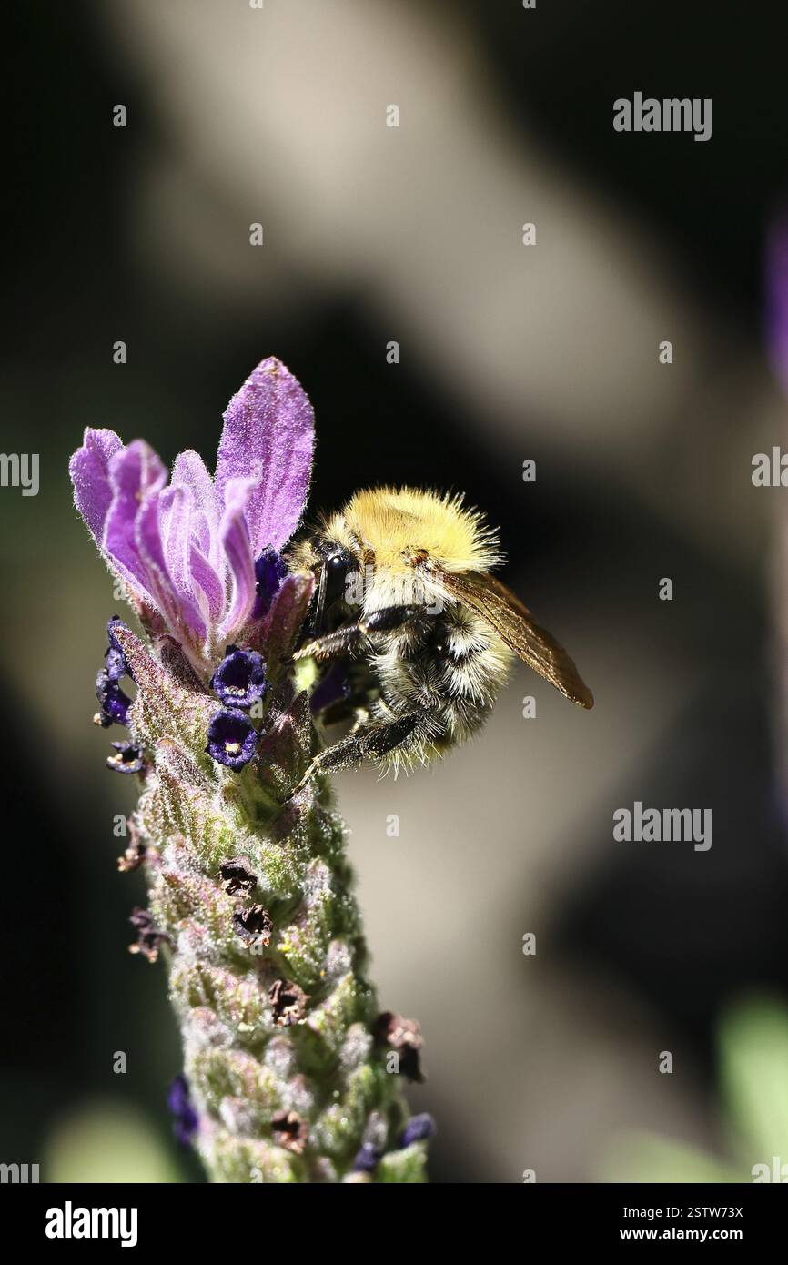 Feldhummel (Bombus pascuorum) auf einer Blume aus Lavendel (Lavandula angustifolia), mit Hell Stimmung hell dunkel, Wilnsdorf, Nordrhein-Westfalen, GE Stockfoto