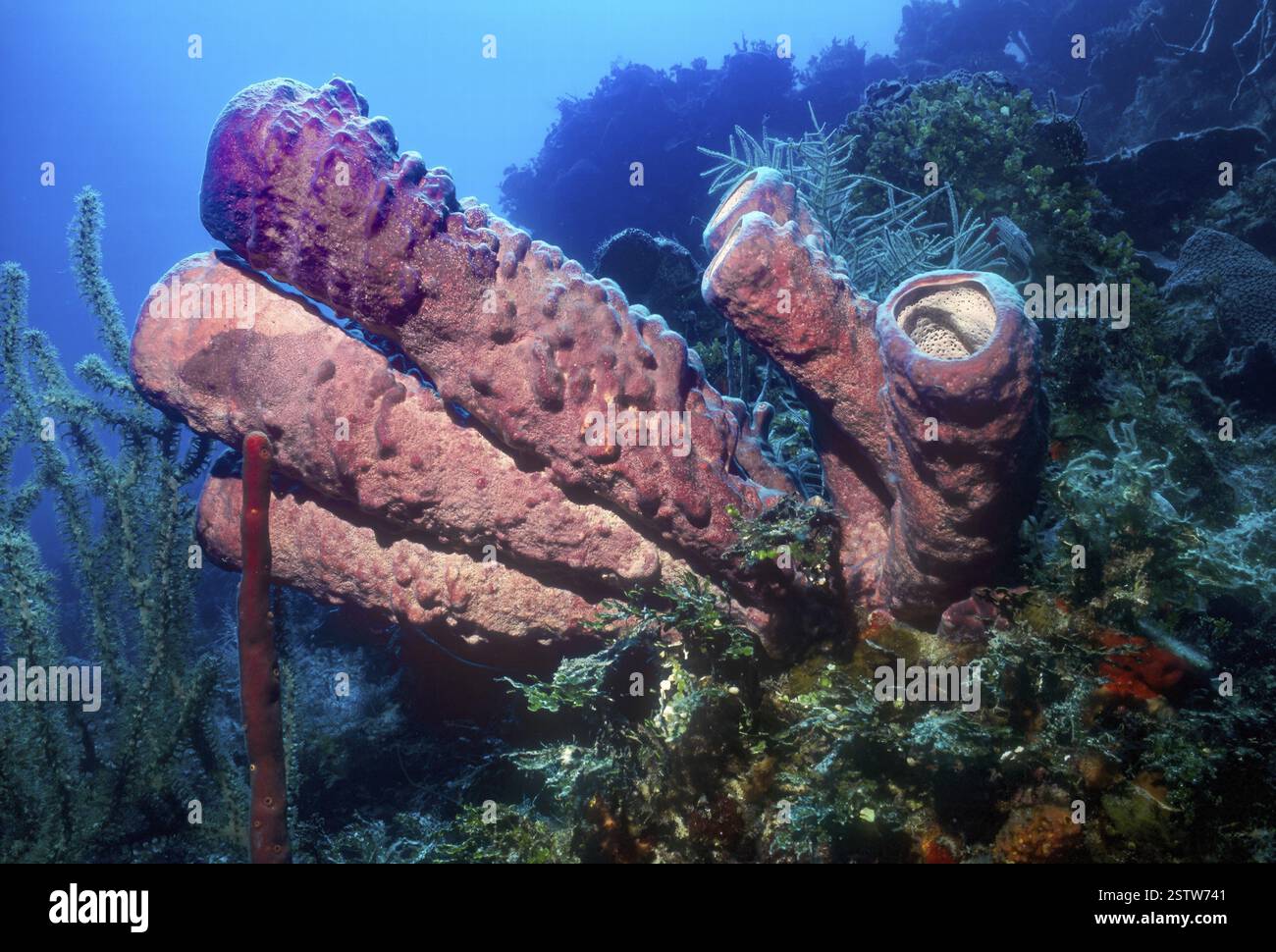 Röhrenförmige Röhren aus violett lilafarbenem, dunkelrosafarbenem, alten, großen Ofenschwamm (Aplysina archeri), der aus Ständen im Korallenriff in der Karibik ragt, Stockfoto