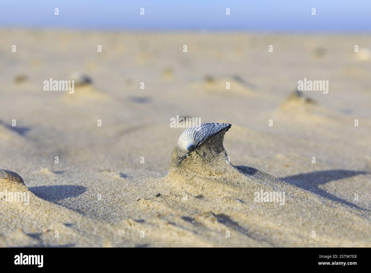 Muschel auf Sandhügel, Miniatur-Strandlandschaft vom Wind geformt, Norderney, Niedersachsen, Deutschland, Europa Stockfoto