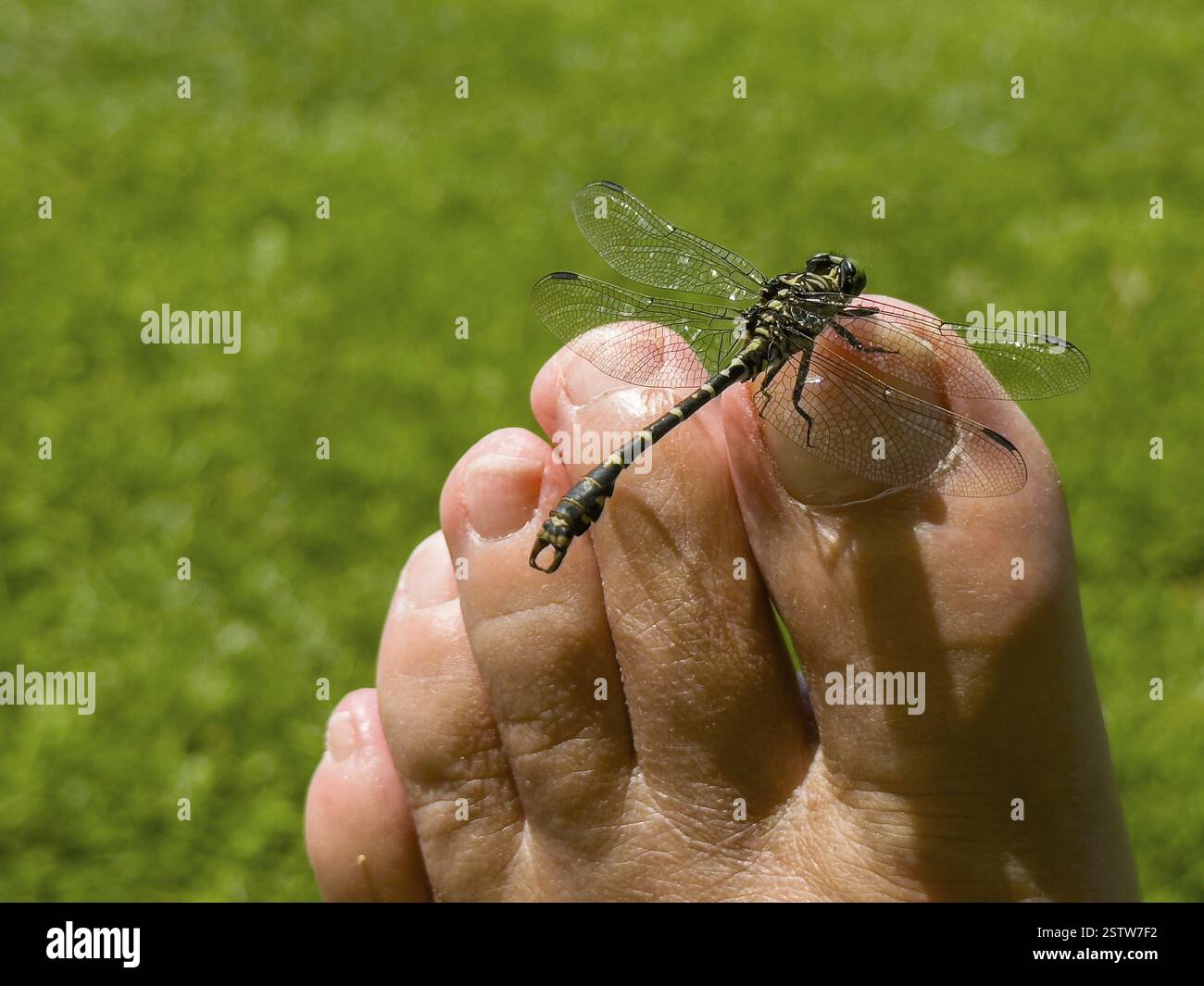 Onychogomphus forcipatus (Onychogomphus forcipatus) auf Fußtoe sitzend, Neubeursee, Bayern, Deutschland, Europa Stockfoto