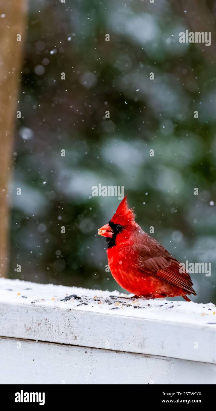 Ein lebhafter männlicher Nordkardinal thront auf einem verschneiten Holzvorsprung während eines sanften Schneefalls vor einem sanft verschwommenen Hintergrund des Winterwaldes. Stockfoto
