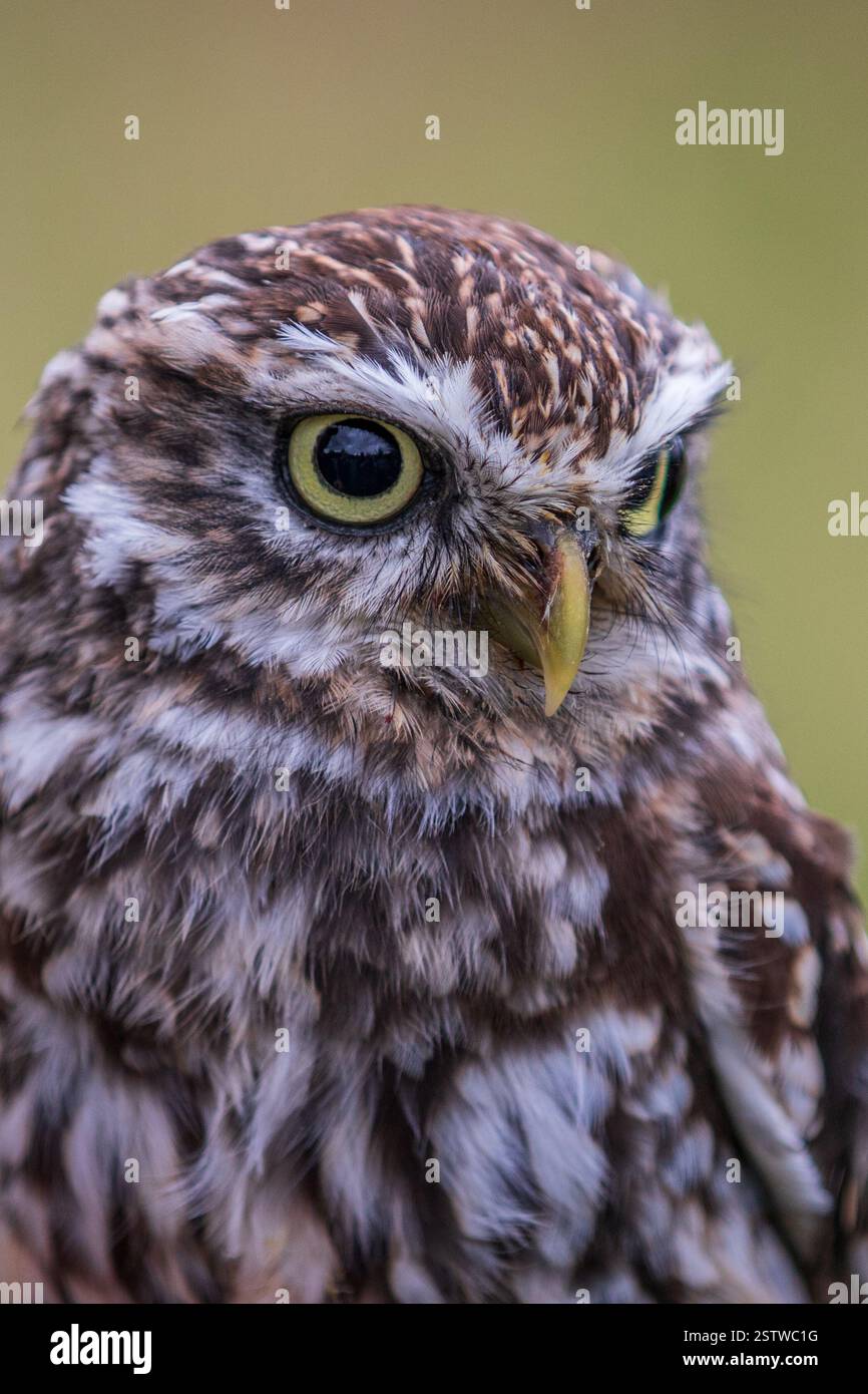 Steinkauz (Athene Noctua) Stockfoto