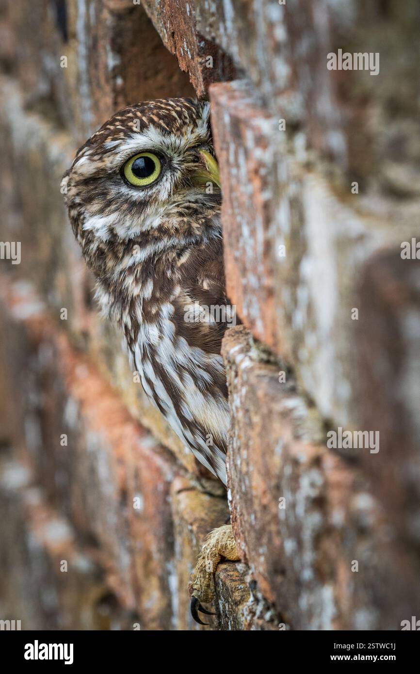 Steinkauz (Athene Noctua) Stockfoto