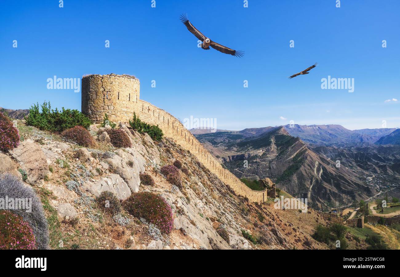Die Festung Gunib ist ein historisches Denkmal von Dagestan. Adler fliegen über die alte Festung. Stockfoto