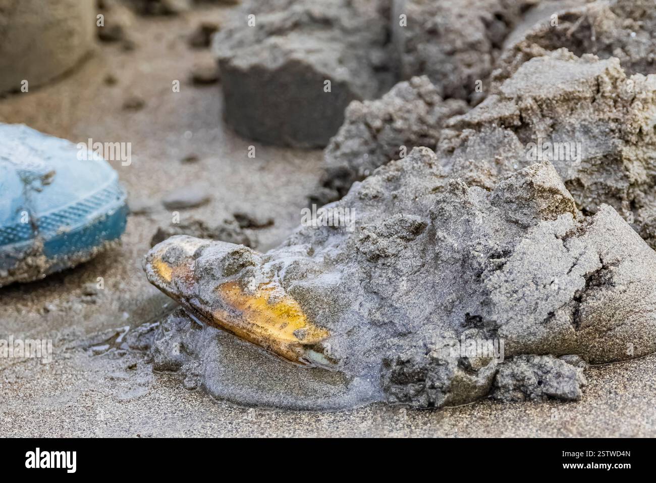 Pacific Razor Clam mit Muschelpistole am Copalis Beach, Washingon State, USA Stockfoto