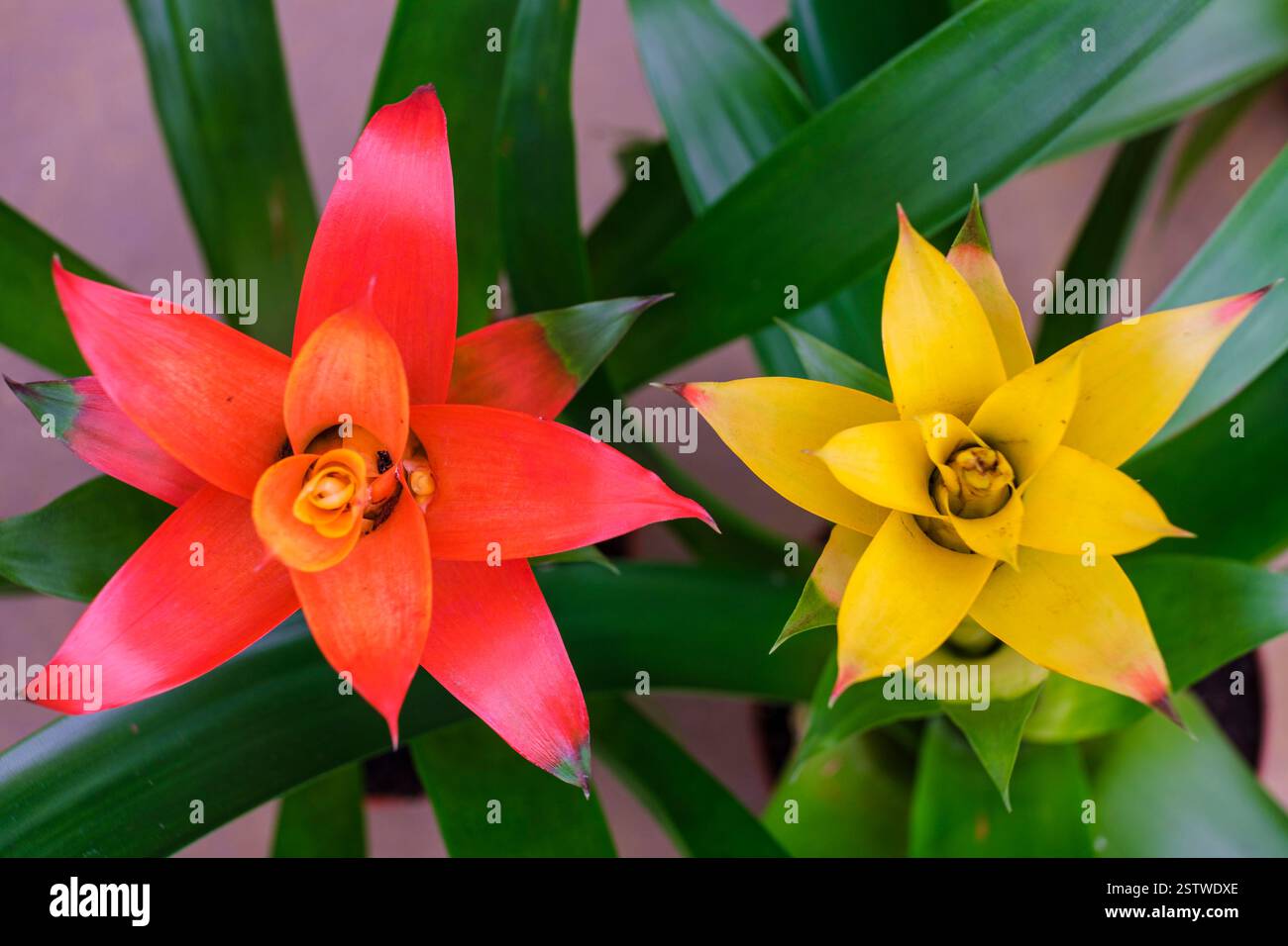 Bromelie Blume Stockfoto