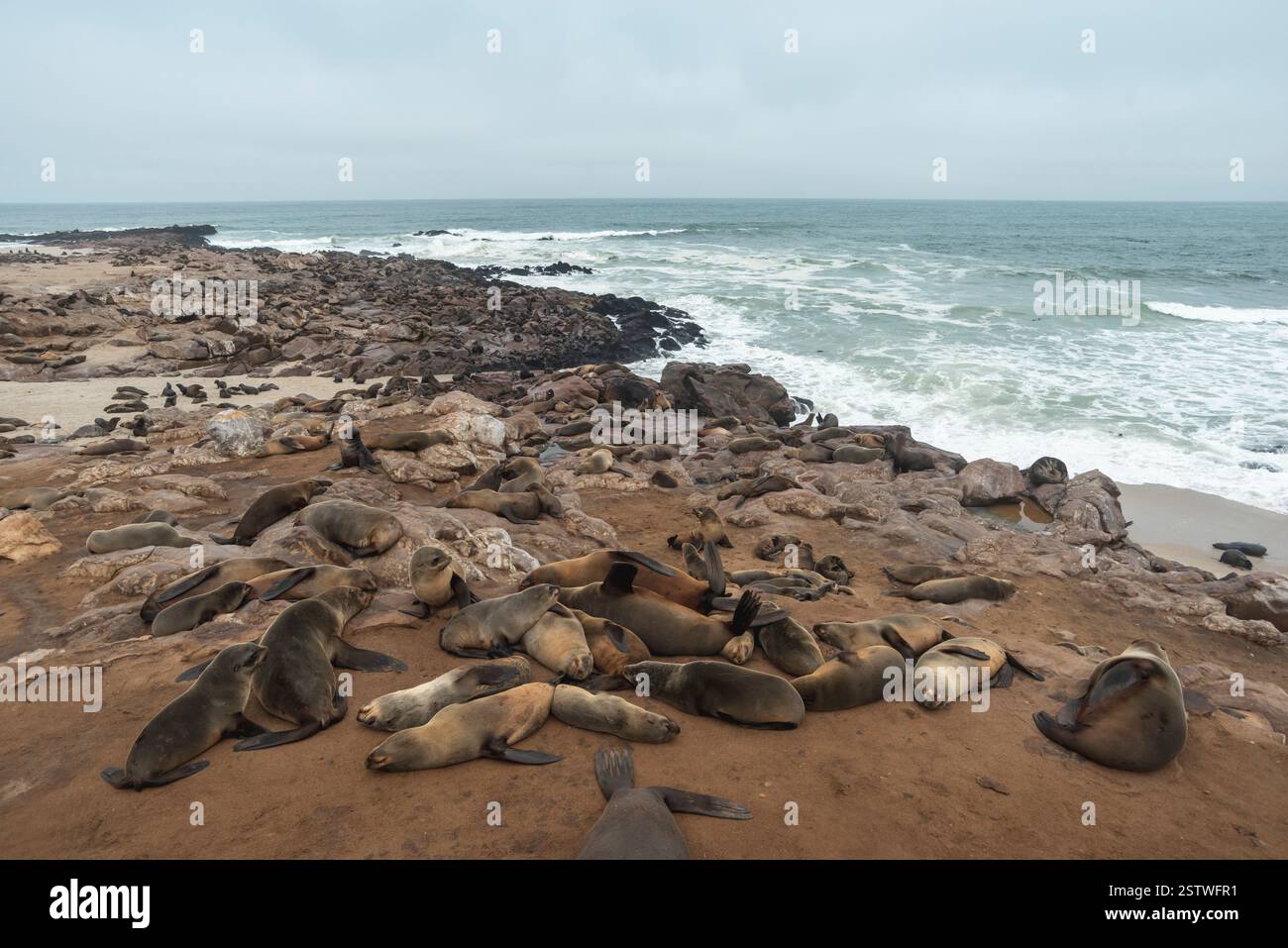 Seehundkolonie am Cape Cross in Namibia Stockfoto