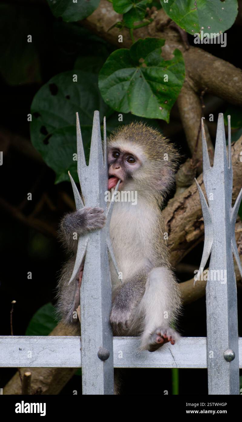 Der Affe sitzt auf einem Zaun an den Bäumen in Südafrika Stockfoto