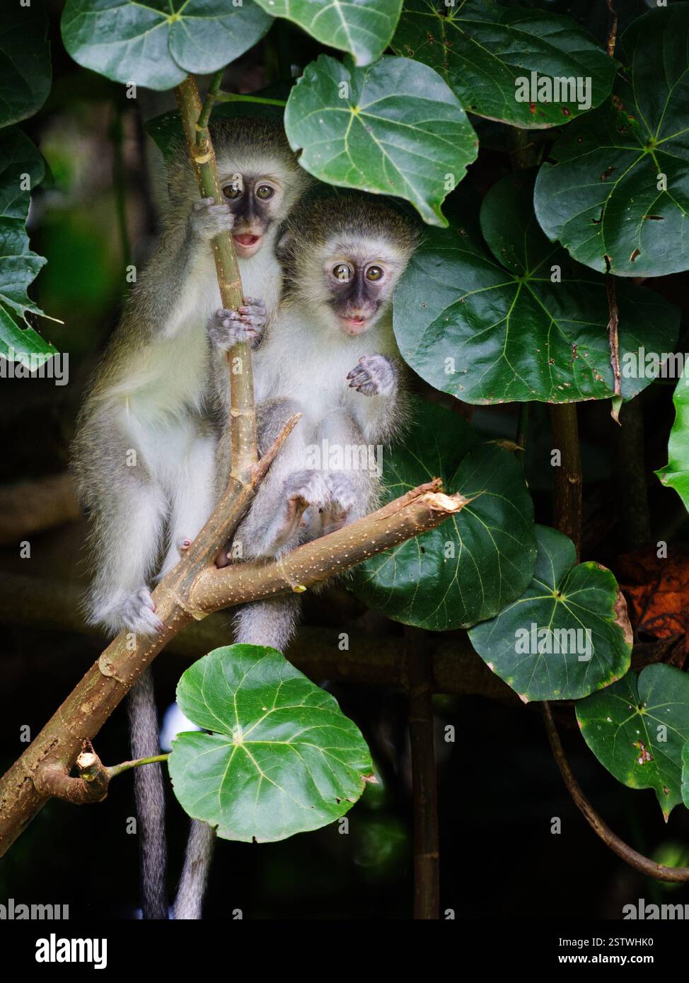Zwei Weißaffen sitzen in den Bäumen in Südafrika. Beide sind junge Affen. Stockfoto