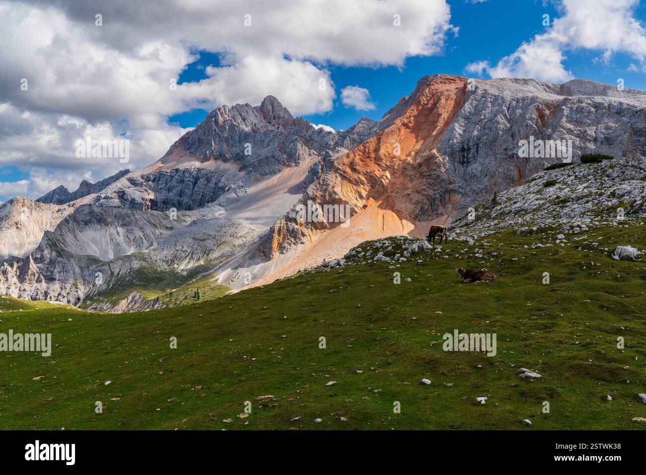 Friedliche Kuh liegt auf einer üppig grünen Wiese, umgeben von atemberaubenden Gipfeln der Dolomiten Alpen. Perfekte Kulisse für ländliche Ruhe und alpine Schönheit. Stockfoto