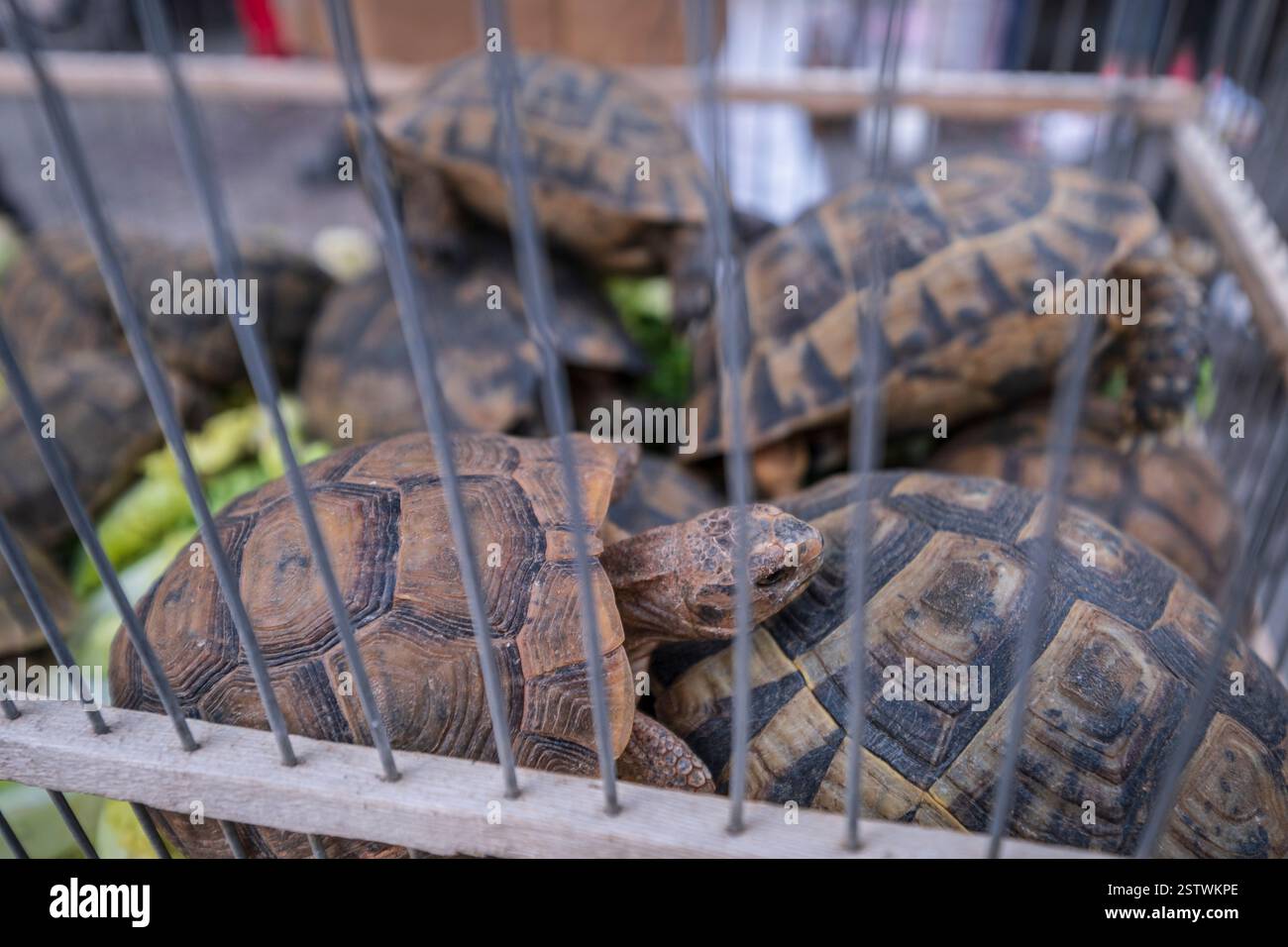 Sporenschildkröte zum Verkauf Stockfoto