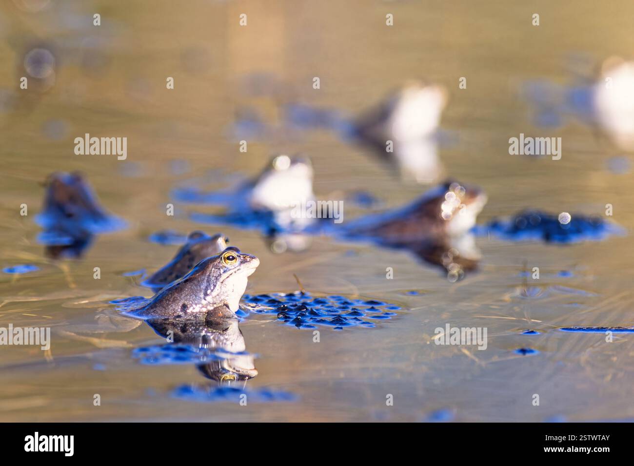 Moorfrosche mit Laichen von Eiern im Wasser ein sonniger Frühlingstag Stockfoto