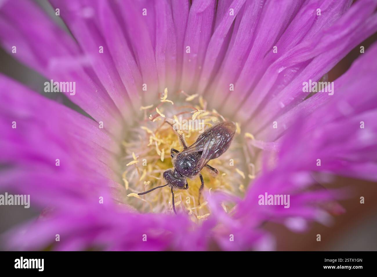 Eine einheimische australische Biene sammelt Nektar (und Pollen) von einer rosa Blume Stockfoto